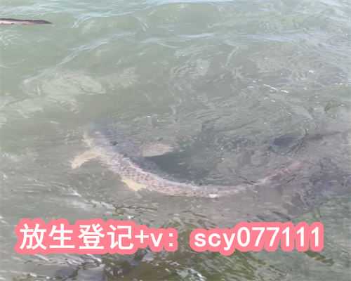 放生是几月，双鱼座是几月几号到几月几号的