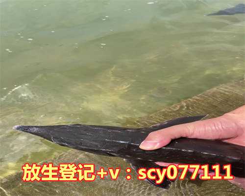 放生鸟有福报吗，放生鲤鱼的福报3