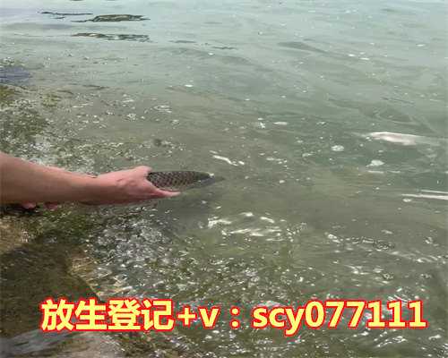 鸭子放生能活吗，家鸭和野鸭的爱情故事