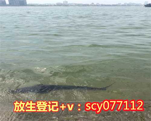 养殖娃娃鱼可以放生到水库里，放生！让宝贝娃娃鱼“回家”