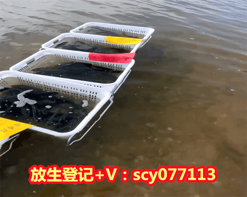 甲鱼需要放生到什么地方去，西方极乐世界从什么地方去？